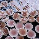 【箸】HASHIKURA SEASON01 ウェンジ八角 小豆色 22.5cm (食洗機 可) | 若狭の塗箸 | 箸蔵まつかん