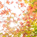 【箸】HASHIKURA SEASON01 ウェンジ八角 紅葉色 22.5cm (食洗機 可) | 若狭の塗箸 | 箸蔵まつかん