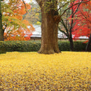 【本革ケース】SHRINK 琥珀の街角 Amber-Yellow ソフトシュリンク牛革(別注カラー) | RAKUKEI