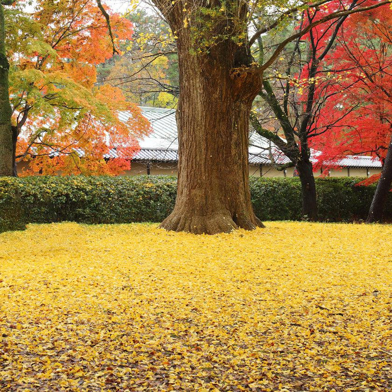 【本革ケース】SHRINK 琥珀の街角 Amber-Yellow ソフトシュリンク牛革(別注カラー) | RAKUKEI