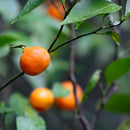 【本革ケース】SHRINK とこしえの橘 Eternal-Orange ソフトシュリンク牛革(別注カラー) | RAKUKEI