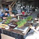 【い草-畳】イケヒコ い草ラグ グラン 黄 (191×250cm)