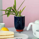 【有田焼】2016/ ポーリーン デルトゥア プレート (セラドン)