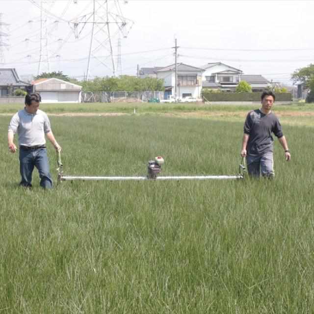 【い草-畳】イケヒコ い草ラグ 胡蝶蘭 紫 (M : 200×200cm, L : 200×250cm)