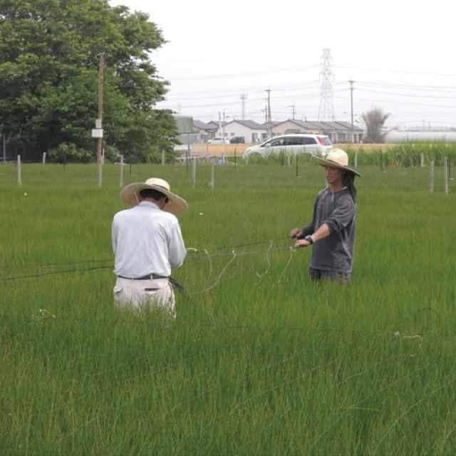 【い草-畳】イケヒコ い草ラグ 胡蝶蘭 紫 (M : 200×200cm, L : 200×250cm)