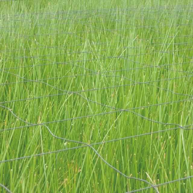 【い草-畳】イケヒコ い草ラグ デニムFジョイ 緑 (楕円：190×210cm)