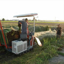 【い草-畳】イケヒコ い草ラグ 胡蝶蘭 赤 (M : 200×200cm, L : 200×250cm)