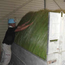 【い草-畳】イケヒコ い草ラグ 胡蝶蘭 紫 (M : 200×200cm, L : 200×250cm)