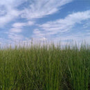 【い草-畳】イケヒコ い草ラグ デニムFジョイ 緑 (S : 191×191cm, L : 191×250cm)