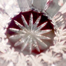 【ぐい呑】凛然 -rin zen- (赤)｜切子