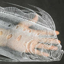 【クラフト】切り剣Masayo（福田理代）リュウグウノツカイ