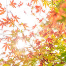 【箸】HASHIKURA SEASON01 紅葉色 ウェンジ八角 (箸置き付) | 若狭の塗箸 | 箸蔵まつかん