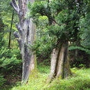 【箸】石川県から 漆塗りの はじめてのお箸 | “0歳からの伝統ブランドaeru”