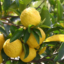 【BBクリーム】和えか  SPF20 (自然な肌色) | 和漢スキンケア | 京LOCO