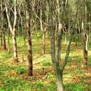 【お皿】MIMOSA プレート (角皿) | 漆器 | isuke