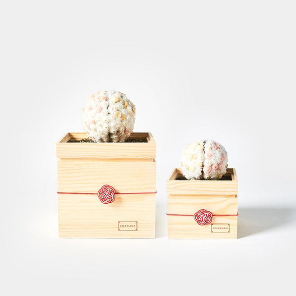 【プリザーブドフラワー】茶和花の鞠 (まり) 白梅 | 宇治茶とフラワーデザイン | 茶和花 京都宇治