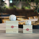 【プリザーブドフラワー】茶和花の鞠 (まり) 白梅 | 宇治茶とフラワーデザイン | 茶和花 京都宇治