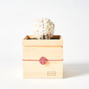 【プリザーブドフラワー】茶和花の鞠 (まり) 白梅 | 宇治茶とフラワーデザイン | 茶和花 京都宇治