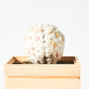 【プリザーブドフラワー】茶和花の鞠 (まり) 白梅 | 宇治茶とフラワーデザイン | 茶和花 京都宇治